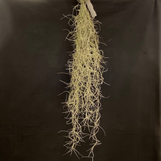 Tillandsia usneoides