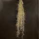 Tillandsia usneoides