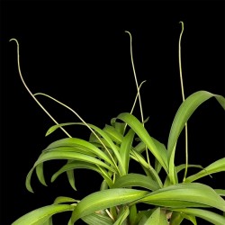 Brassia verrucosa 'Sea Breeze'