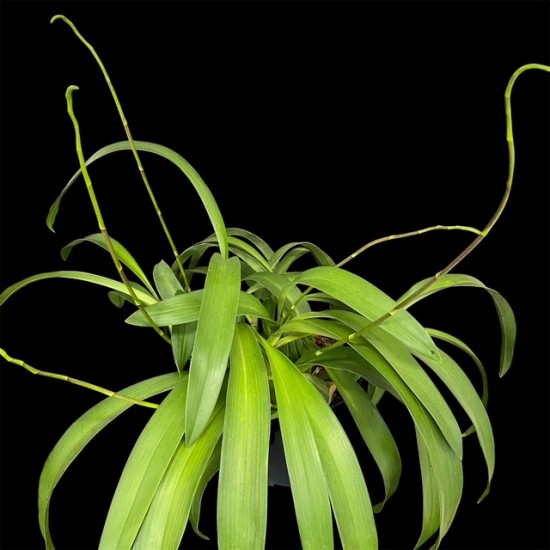Brassia verrucosa 'Sea Breeze'