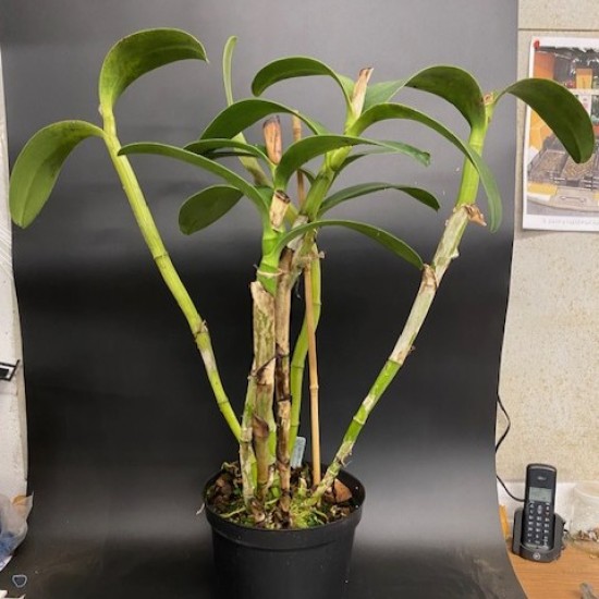 Guarianthe bowringiana