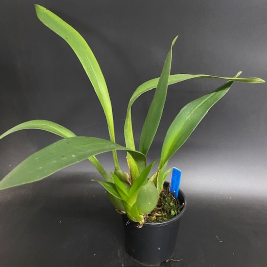 Oncidium Bittersweet x Grenadier