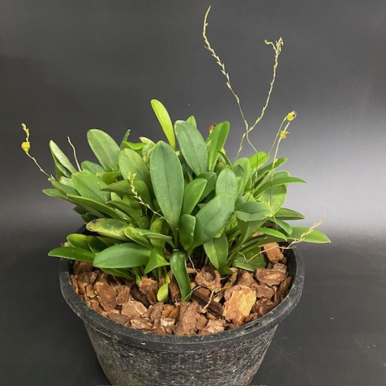 Scaphosepalum verrucosum