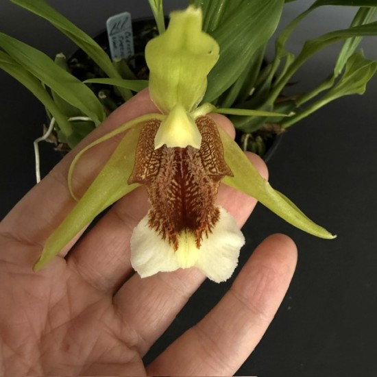 Coelogyne speciosa var. albicans