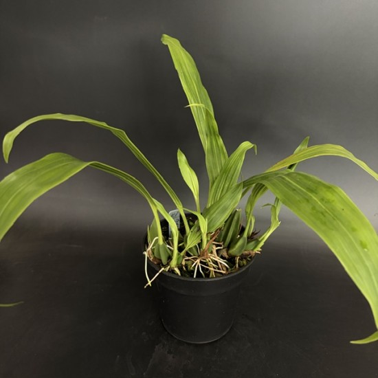 Coelogyne speciosa var. albicans