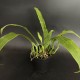 Coelogyne speciosa var. albicans