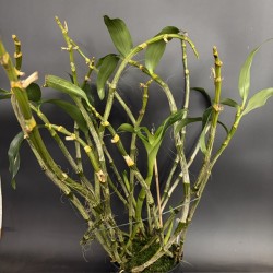 Dendrobium thyrsiflorum (1) Dendrobium thyrsiflorum (1)