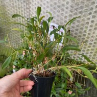 Stelis biserrula