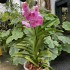 Vanda Pink Spotted - Potted