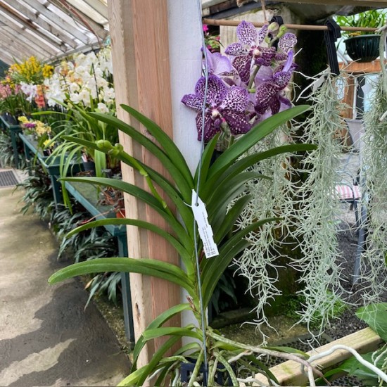 Vanda Purple Spotted Vanda Purple Spotted