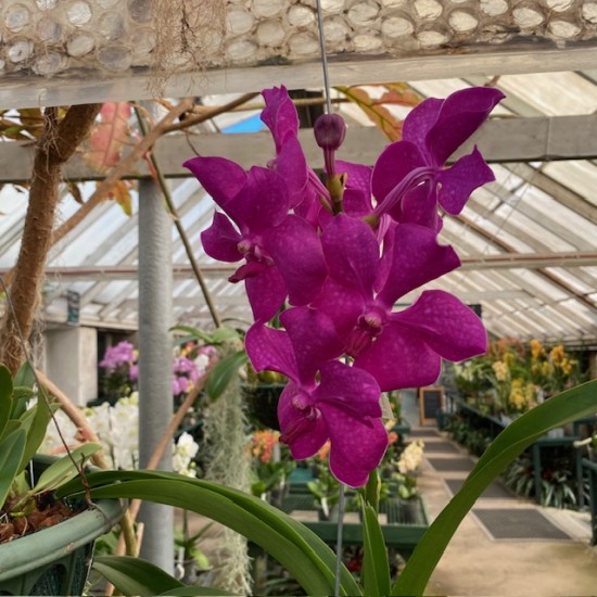 Vanda Pink 