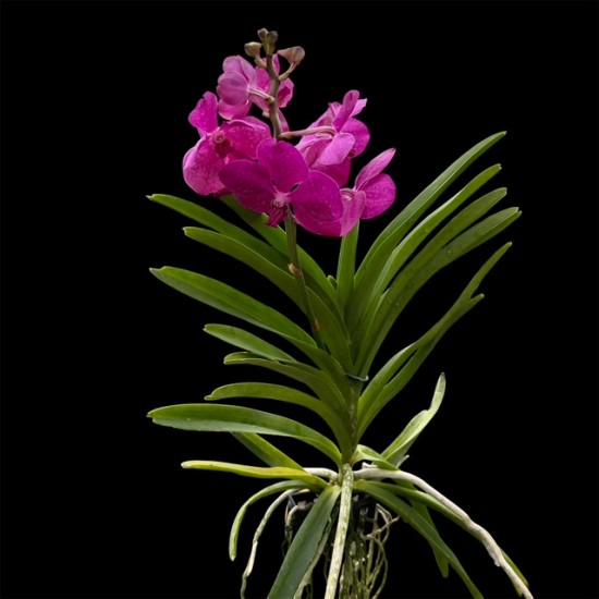 Vanda Pink 