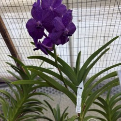 Vanda Purple (Reduced)