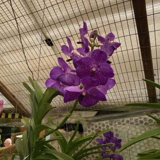 Vanda Purple 
