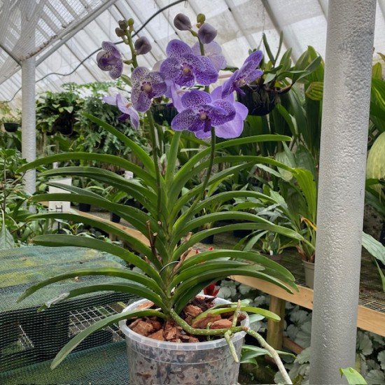 Vanda Purple Spotted - Potted