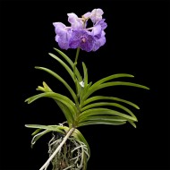 Vanda Purple Spotted