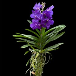 Vanda Violet