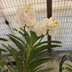 Vanda White (Reduced)