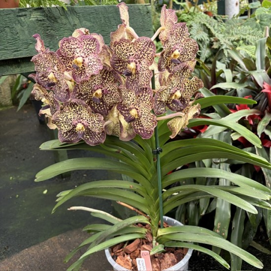 Vanda Deep Purple Spotted - Potted Vanda Deep Purple Spotted - Potted