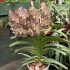 Vanda Deep Purple Spotted - Potted