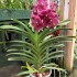 Vanda Fuchsia Magic - Potted