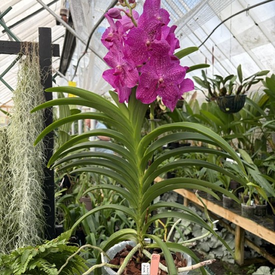 Vanda Pink Magic - Potted