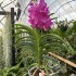 Vanda Pink Magic - Potted
