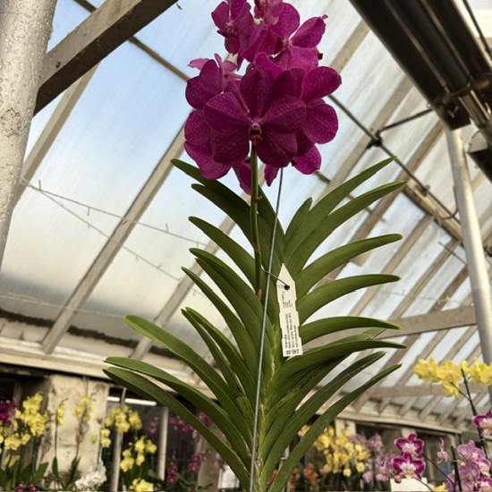 Vanda Pink Vanda Pink