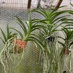 Pot Luck Vanda (out of flower) Pot Luck Vanda (out of flower)