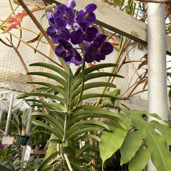 Vanda Purple Vanda Purple