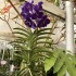 Vanda Purple 