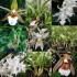 Coelogyne Monthly Subscription