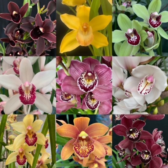 Cymbidium Monthly Subscription