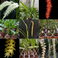 Dendrochilum Monthly Subscription Dendrochilum Monthly Subscription