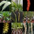Dendrochilum Monthly Subscription