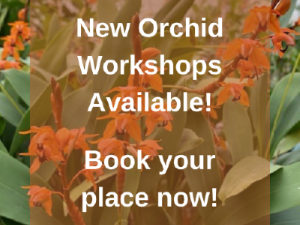 New Orchid Workshops Available