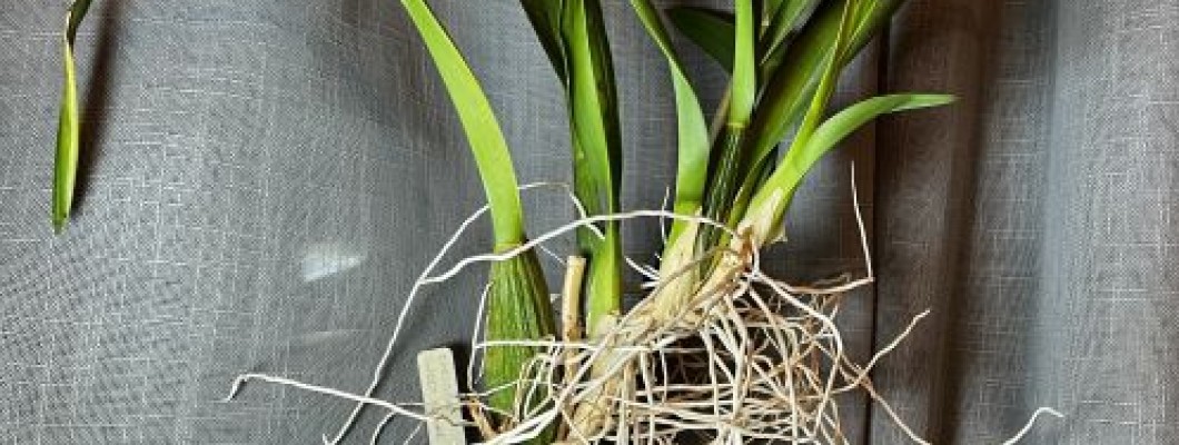Dividing and Repositioning a Sympodial Oncidium Orchid