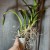 Dividing and Repositioning a Sympodial Oncidium Orchid Dividing and Repositioning a Sympodial Oncidium Orchid