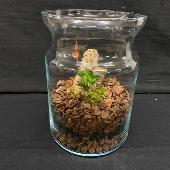 Orchid Terrarium Workshop - Mon 25th May 2026
