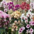 Phalaenopsis Gift