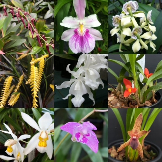 Really Wild Collection (5 plants)