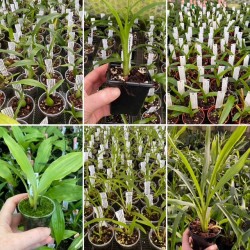 Young Plant Collection Young Plant Collection
