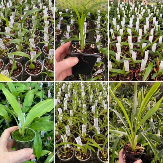 Young Plant Collection Young Plant Collection