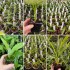 Young Plant Collection