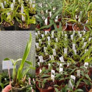 Young Plant Monthly Subscription