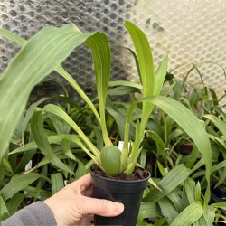 Zygopetalum maculatum