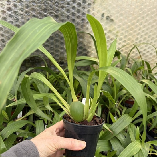 Zygopetalum maculatum