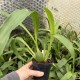 Zygopetalum maculatum