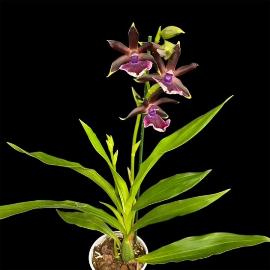 Zygopetalum Louisendorf