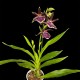 Zygopetalum Louisendorf
